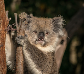 koala on an eucalyptus tree 
