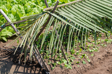 Farming in Vietnam