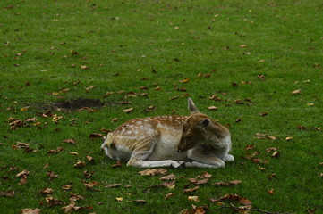 fallow deer in the grass