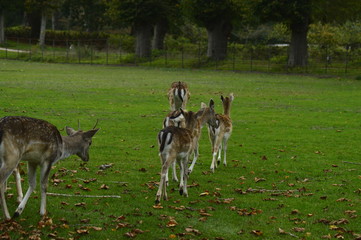 fallow deer in the grass