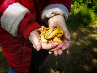 grandmother in her 90's with fresh chanterelle mushrooms