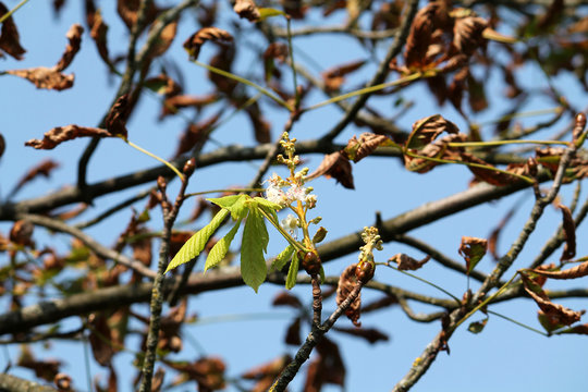 Re-blooming Common horse-chestnut (Aesculus hippocastanum) tree in autumn. Second growing season caused by horse-chestnut leaf miner (Cameraria ohridella)