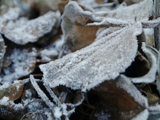 Eiskristalle am Blatt