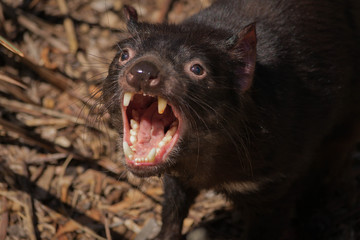 Search photos "tasmanian devil"