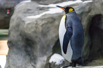 Close up view of colorful emperor penguin amidst rocky outcropping and snow