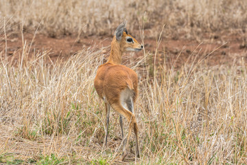 Steenbock in dry grass of Kruger Park, South Africa