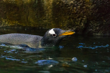 Close up view of black-footed African penguin with blurred background and orange and black beak