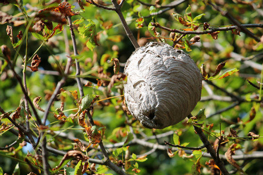 Large Wasp Nest Hanging In Tree Crown