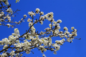 Blooming branch of apple tree on the background of blue sky