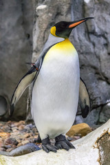 Obraz premium Close up view of colorful emperor penguin amidst rocky outcropping and snow