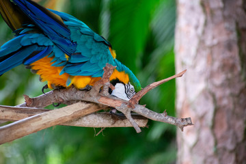 Parrot hand out over a branch