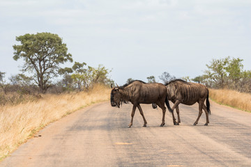 Animals crossing street in Kruger Park