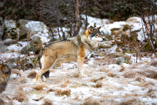 Beautiful alpha male wolf in pack standing in the forest