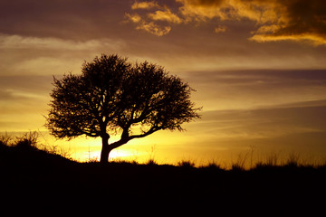 Fototapeta na wymiar Best sunset with a tree silhouette