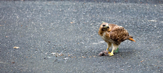 Hawk Eating Bird