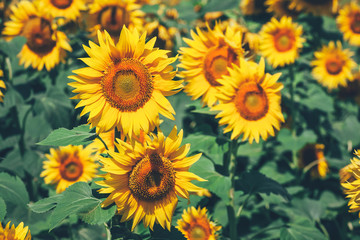 Fototapeta na wymiar field full of sunflowers at sunny day