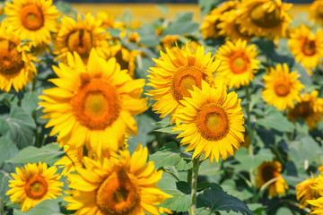 Fototapeta premium field full of sunflowers at sunny day