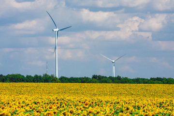 sunflower field with windmills on blue sky background