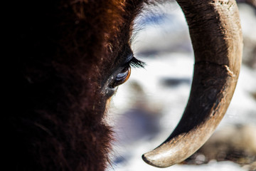 Lone buffalo standing within a cold winter field with bright sunlight splashing down