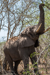 Fototapeta premium Elephant eating leaves from tree, Kruger Park