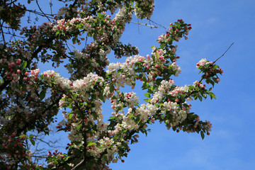 Blooming branch of apple tree on the background of blue sky