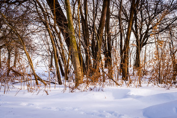 Fototapeta premium winter landscape with trees and snow