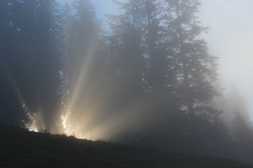 Sun beams through forest at morning