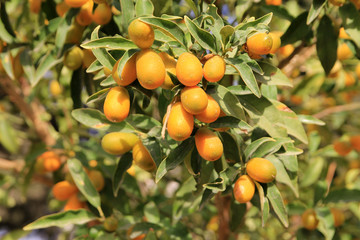 Many loquat fruit on branches