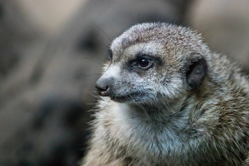 Lone meerkat within a collective on top of rocky outcropping with fallen branch