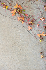 Strawberry (Fragaria) leaves and runners on concrete plate.