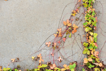 Strawberry (Fragaria) leaves and runners on concrete plate.