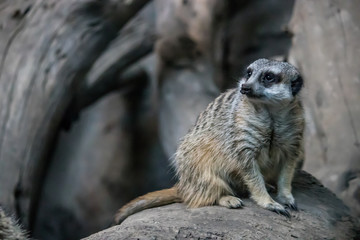 Fototapeta premium Lone meerkat within a collective on top of rocky outcropping with fallen branch