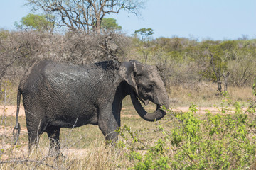 Fototapeta premium Elephant mud bath in Kruger Park