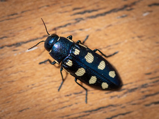 A beautiful black jewel beetle with yellow spots sitting on wood