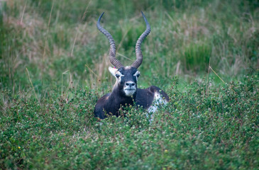the black resting impala