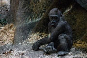 Lone gorilla within enclosure eating foliage with blurred background