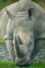 rhino portrait in florida