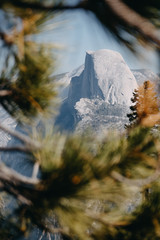 Half Dome framed by branches
