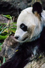 Obraz premium Rare black and white endangered panda surrounded by stringy bamboo and mulched ground