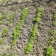 Growing parsley in the garden. The stems and leaves of parsley p