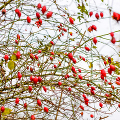 Hips bush with ripe berries. Berries of a dogrose on a bush. Fru