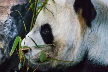 Rare black and white endangered panda surrounded by stringy bamboo and mulched ground