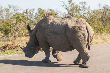 Obraz premium Rhino crossing street in Kruger Park