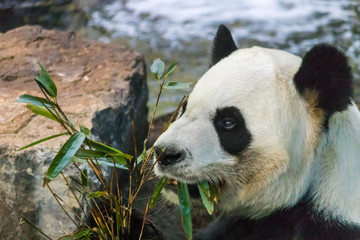 Rare black and white endangered panda surrounded by stringy bamboo and mulched ground