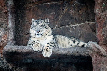 Lone snow leopard amidst a rocky outcropping in the cool light of winter