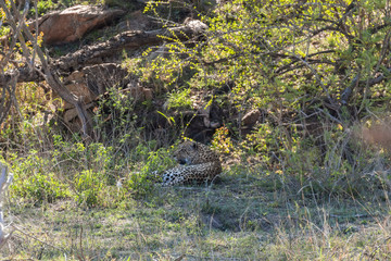Leopard sitting in the grass on hot day, Kruger Park