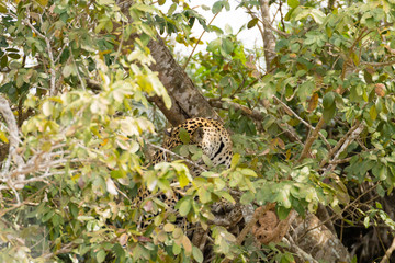 Jaguar from Pantanal, Brazil