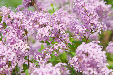 Blossoming bright purple violet lilac flowers on a bush at spring time in the garden or in the park. Flowers as a background for International Women's Day, Valentine's Day or Mother's Day.