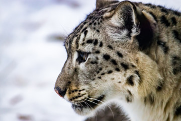 Lone snow leopard amidst a rocky outcropping in the cool light of winter