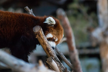 Fluffy endangered red panda frolicking within the trees